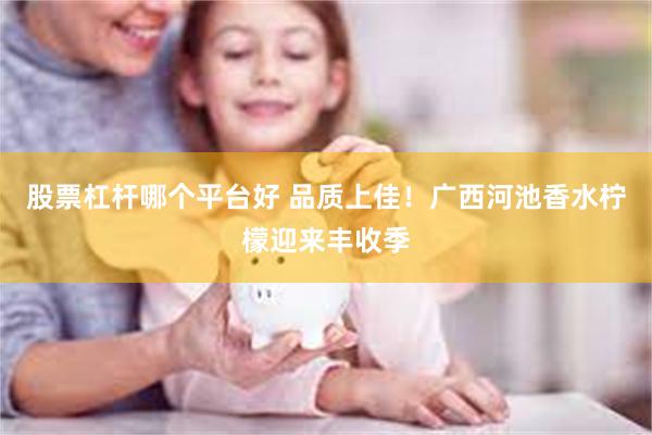 股票杠杆哪个平台好 品质上佳！广西河池香水柠檬迎来丰收季